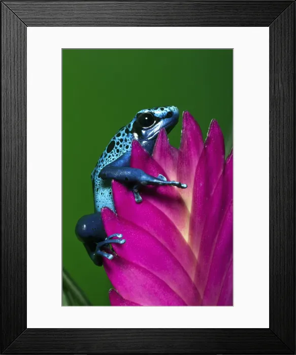 Framed Print : DDE-90038712 Framed Print : DDE-90038712
