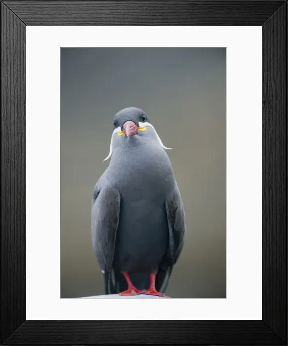 Framed Print : DDE-90038710 Framed Print : DDE-90038710
