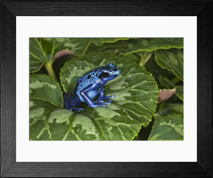 Framed Print : DDE-90038713 Framed Print : DDE-90038713