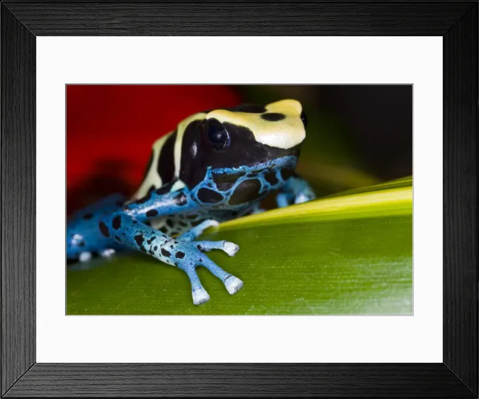 Framed Print : DDE-90038715 Framed Print : DDE-90038715