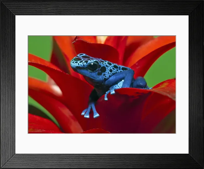 Framed Print : DDE-90038714 Framed Print : DDE-90038714