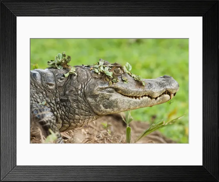 Framed Print : DDE-90038722 Framed Print : DDE-90038722