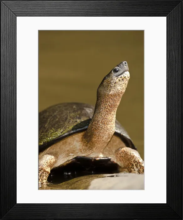 Framed Print : DDE-90038724