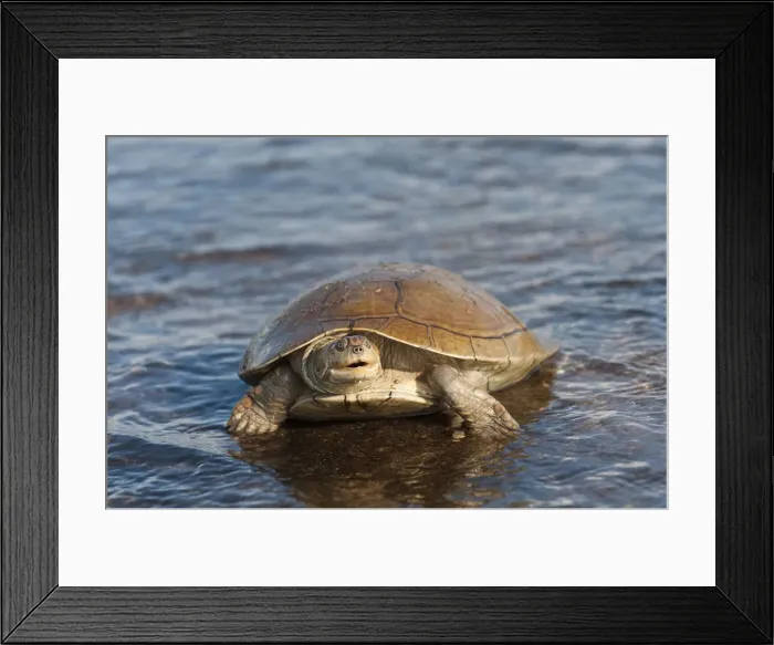 Framed Print : DDE-90038723