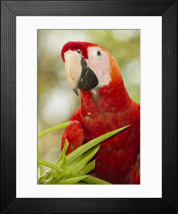 Framed Print : DDE-90038726