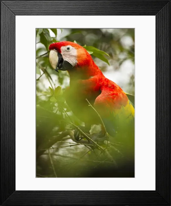 Framed Print : DDE-90038725