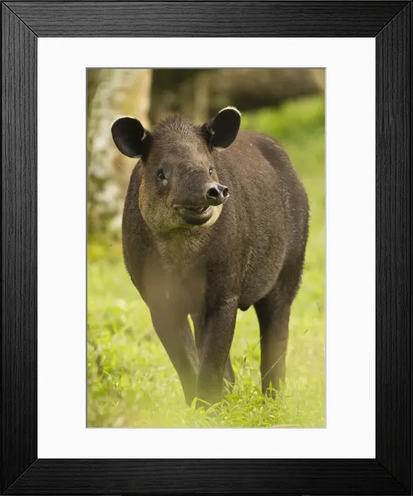 Framed Print : DDE-90038727