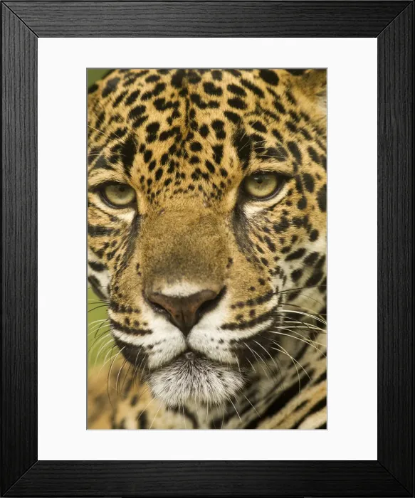 Framed Print : DDE-90038728 Framed Print : DDE-90038728