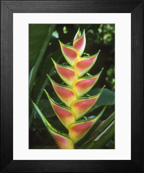 Framed Print : DDE-90038730 Framed Print : DDE-90038730