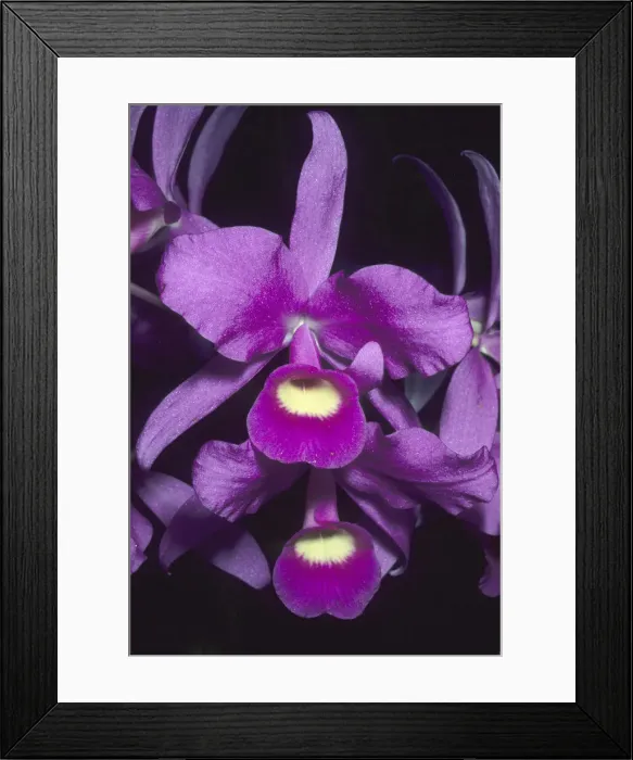Framed Print : DDE-90038729 Framed Print : DDE-90038729