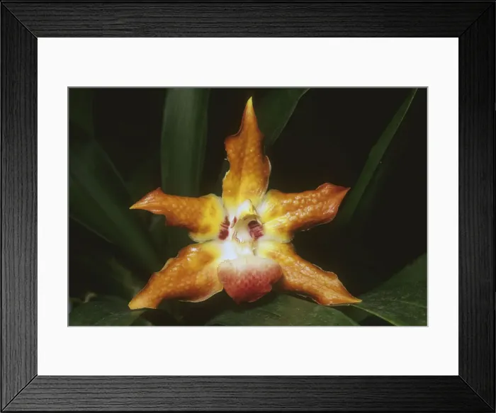 Framed Print : DDE-90038732 Framed Print : DDE-90038732