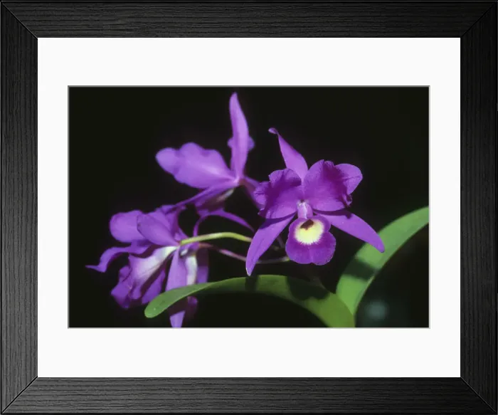 Framed Print : DDE-90038731 Framed Print : DDE-90038731