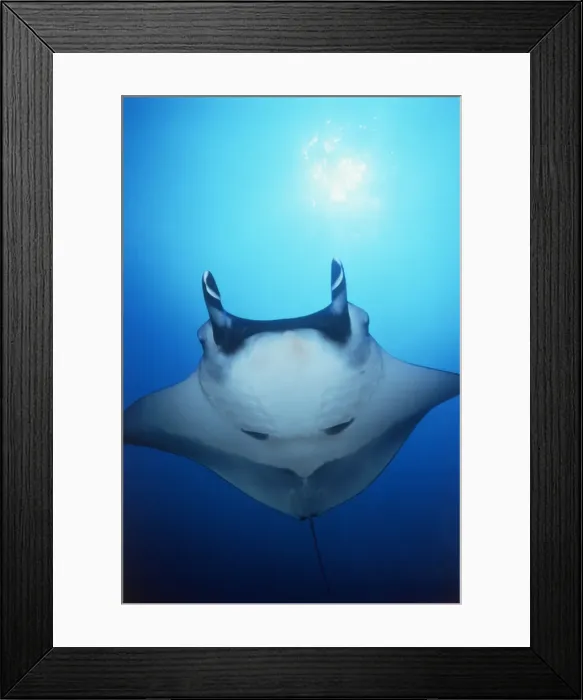 Framed Print : DDE-90038733