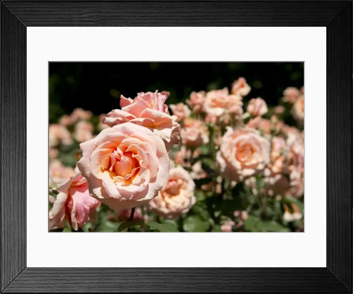 Framed Print : DDE-90038735 Framed Print : DDE-90038735