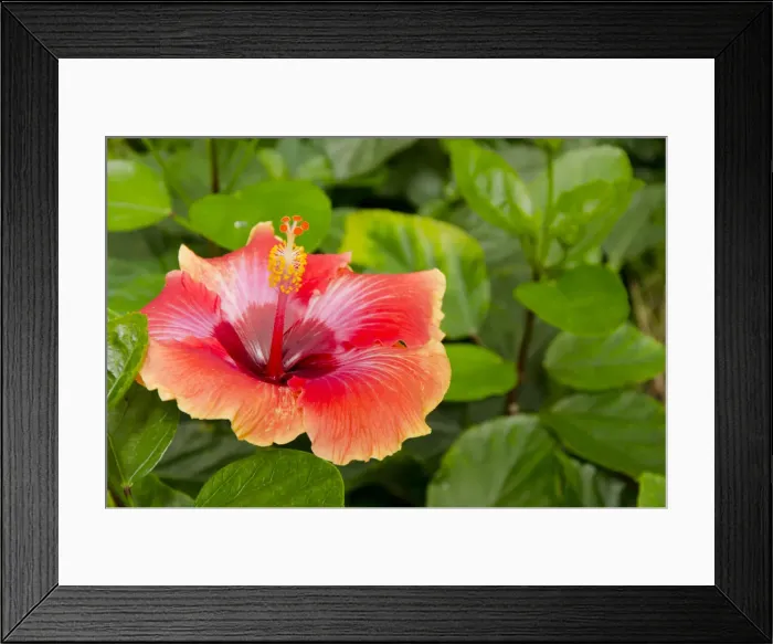 Framed Print : DDE-90038736 Framed Print : DDE-90038736