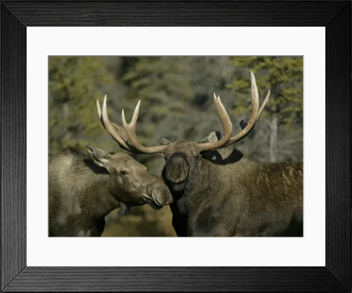 Framed Print : DDE-90038740 Framed Print : DDE-90038740