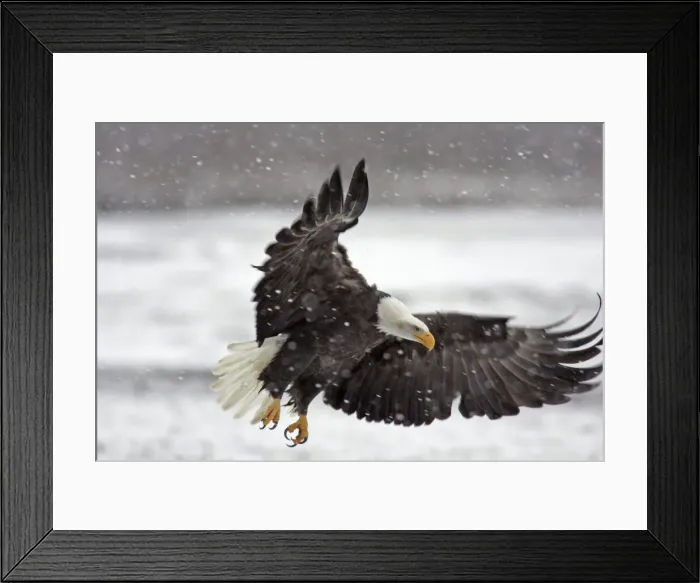 Framed Print : DDE-90038741 Framed Print : DDE-90038741