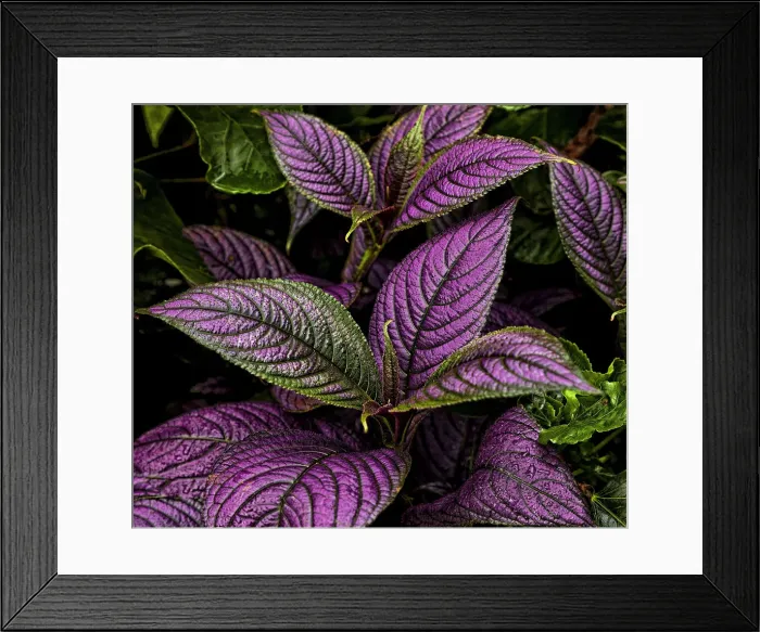 Framed Print : DDE-90038737 Framed Print : DDE-90038737