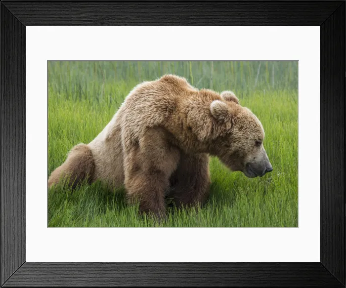 Framed Print : DDE-90038742 Framed Print : DDE-90038742