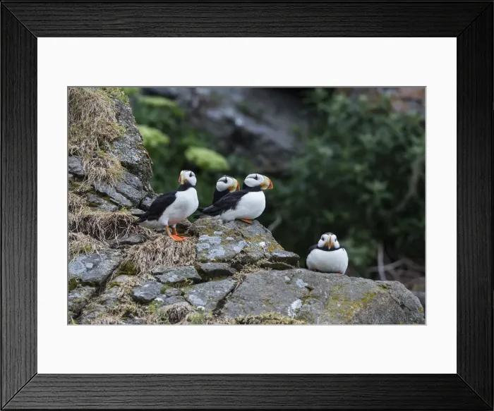 Framed Print : DDE-90038744 Framed Print : DDE-90038744