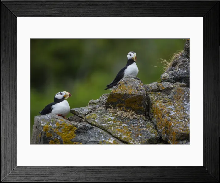 Framed Print : DDE-90038745 Framed Print : DDE-90038745