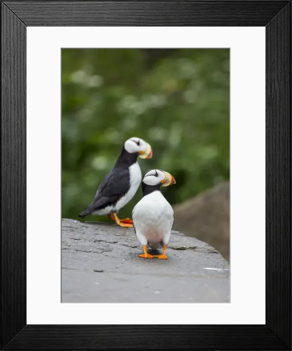 Framed Print : DDE-90038746