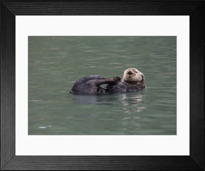Framed Print : DDE-90038747 Framed Print : DDE-90038747