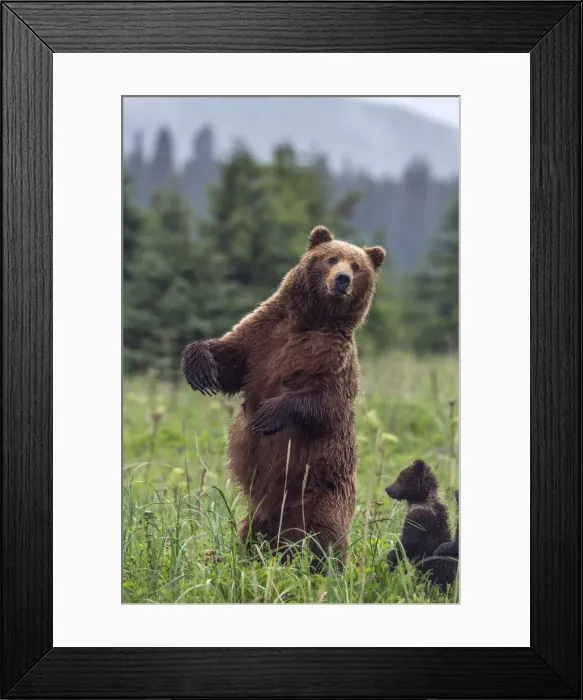 Framed Print : DDE-90038749 Framed Print : DDE-90038749