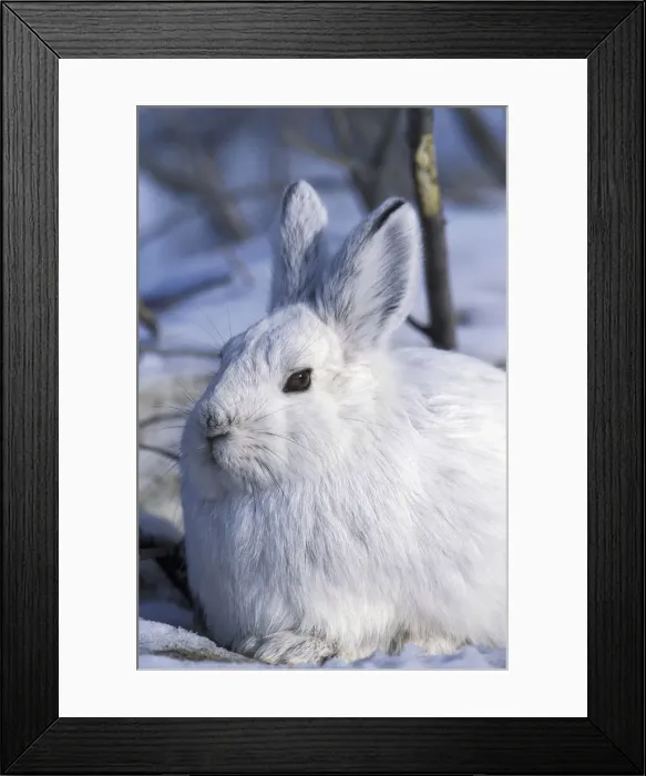 Framed Print : DDE-90038752 Framed Print : DDE-90038752