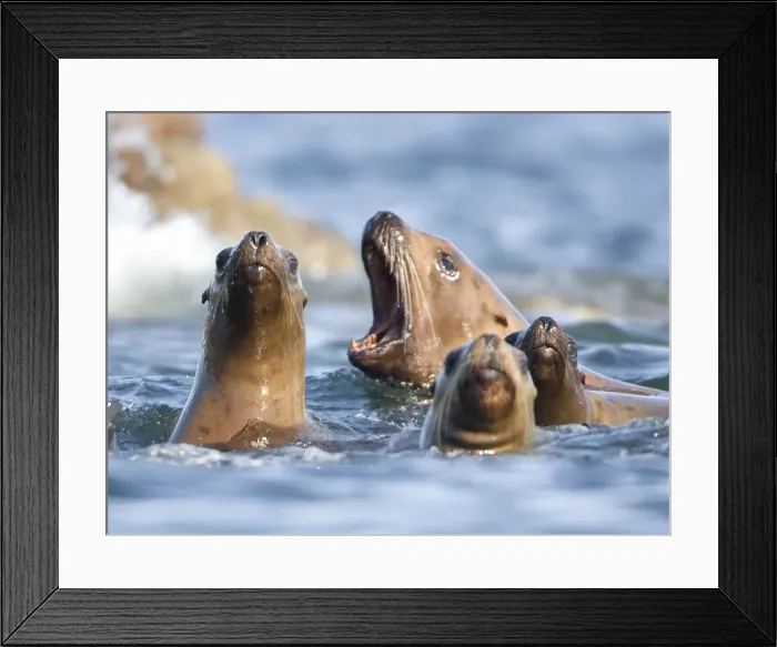 Framed Print : DDE-90038750