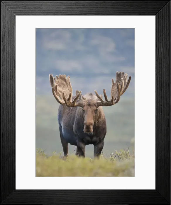 Framed Print : DDE-90038754