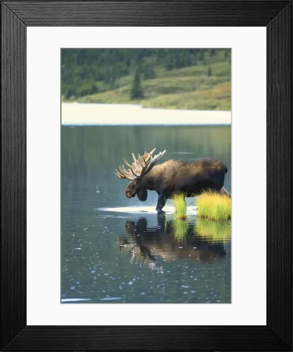 Framed Print : DDE-90038753 Framed Print : DDE-90038753