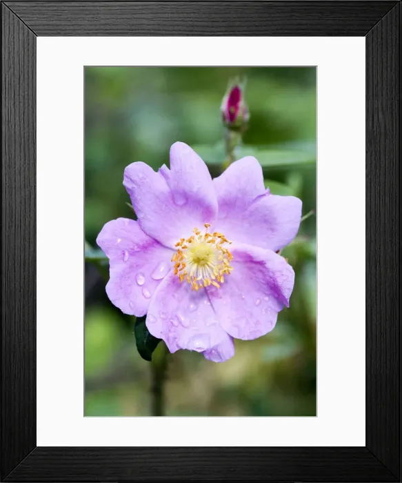 Framed Print : DDE-90038756 Framed Print : DDE-90038756