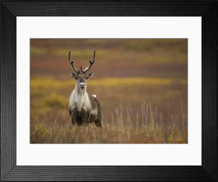 Framed Print : DDE-90038758 Framed Print : DDE-90038758