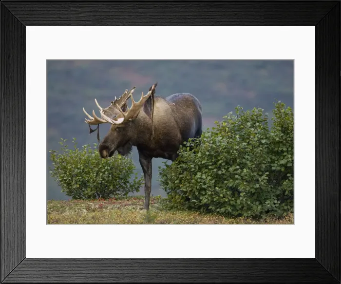 Framed Print : DDE-90038757 Framed Print : DDE-90038757