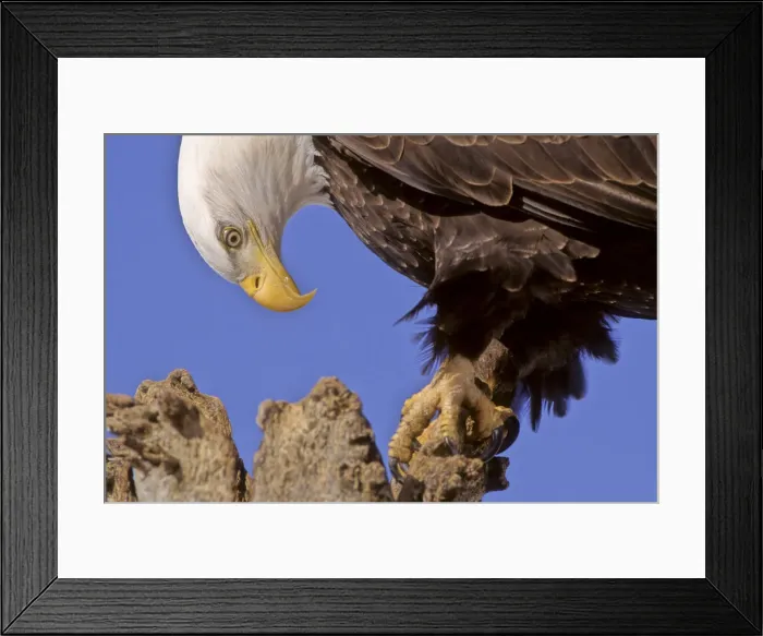 Framed Print : DDE-90038759 Framed Print : DDE-90038759