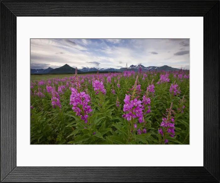 Framed Print : DDE-90038762 Framed Print : DDE-90038762