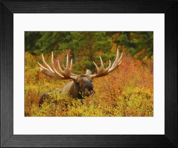 Framed Print : DDE-90038761 Framed Print : DDE-90038761