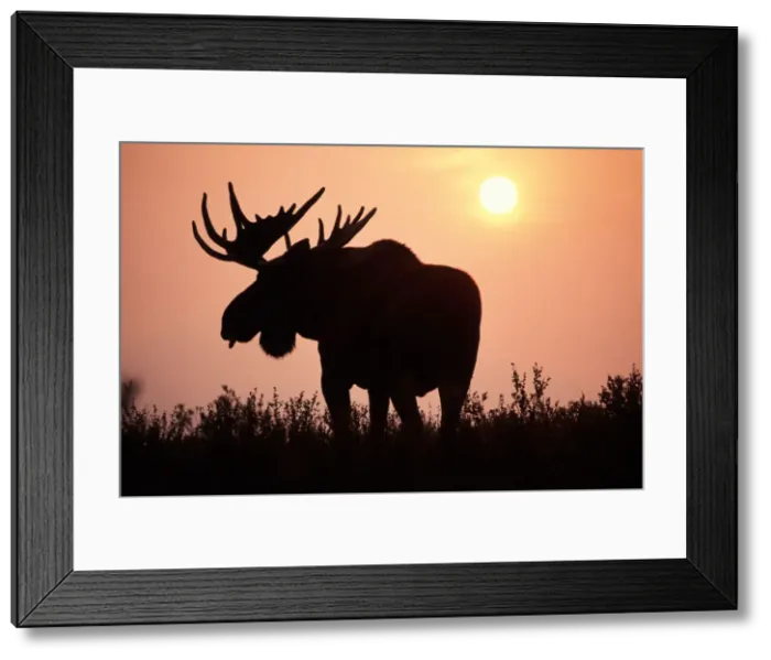 Framed Print : DDE-90038766 Framed Print : DDE-90038766