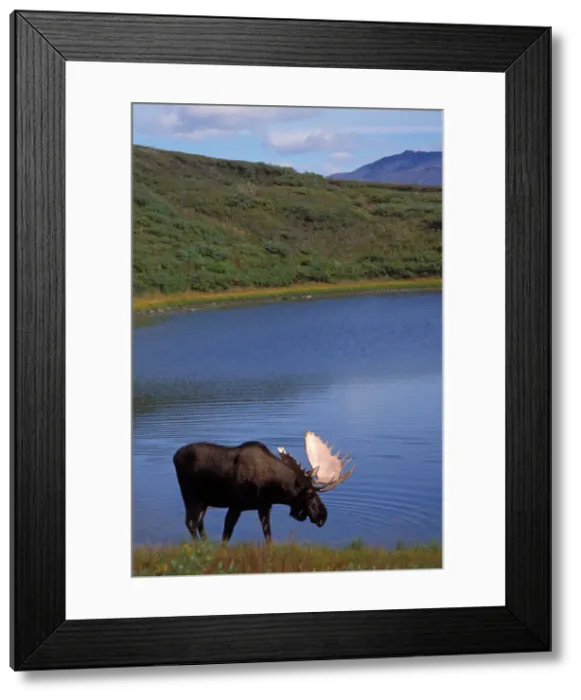 Framed Print : DDE-90038767 Framed Print : DDE-90038767