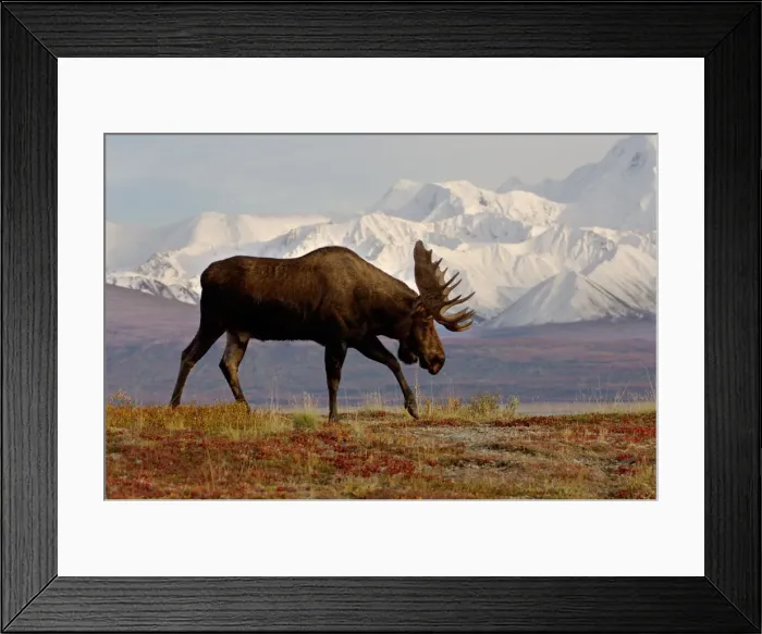 Framed Print : DDE-90038769 Framed Print : DDE-90038769