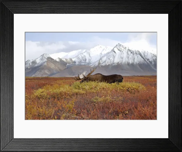Framed Print : DDE-90038770 Framed Print : DDE-90038770