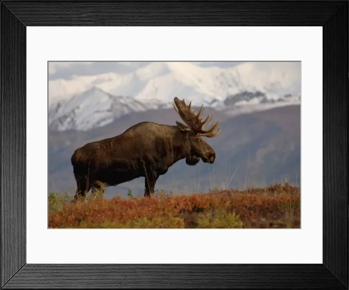 Framed Print : DDE-90038768 Framed Print : DDE-90038768