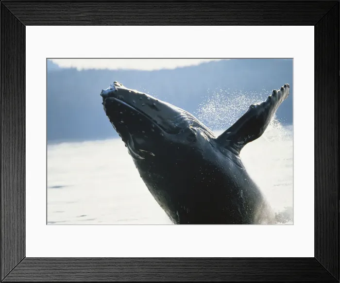 Framed Print : DDE-90038771 Framed Print : DDE-90038771