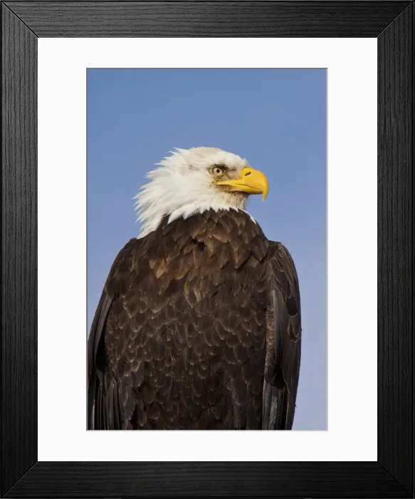 Framed Print : DDE-90038777 Framed Print : DDE-90038777