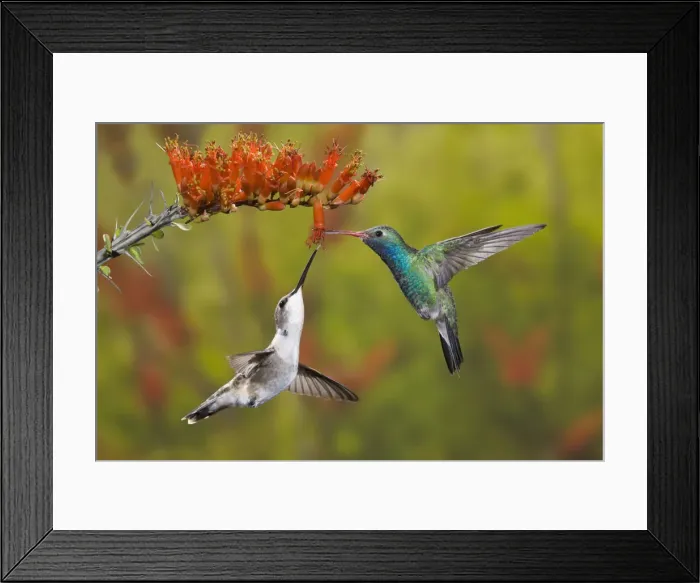 Framed Print : DDE-90038791 Framed Print : DDE-90038791