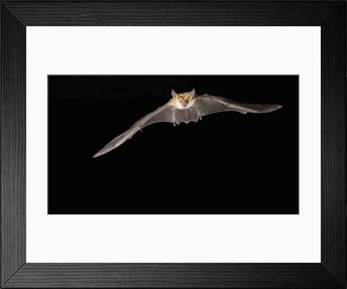 Framed Print : DDE-90038801 Framed Print : DDE-90038801