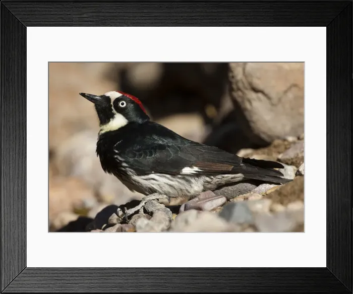 Framed Print : DDE-90038802 Framed Print : DDE-90038802
