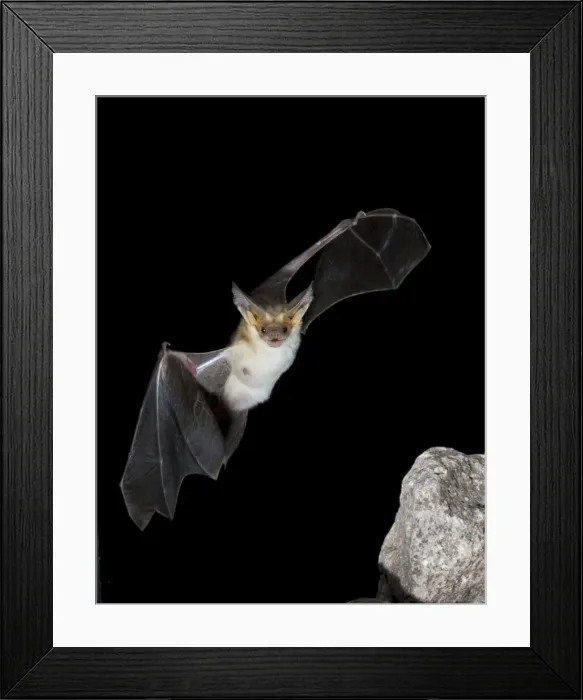 Framed Print : DDE-90038800