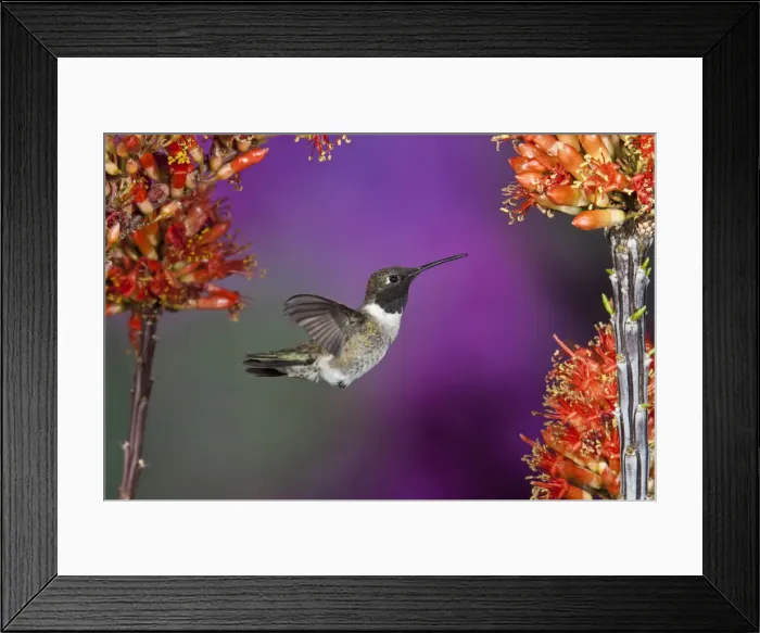 Framed Print : DDE-90038803 Framed Print : DDE-90038803